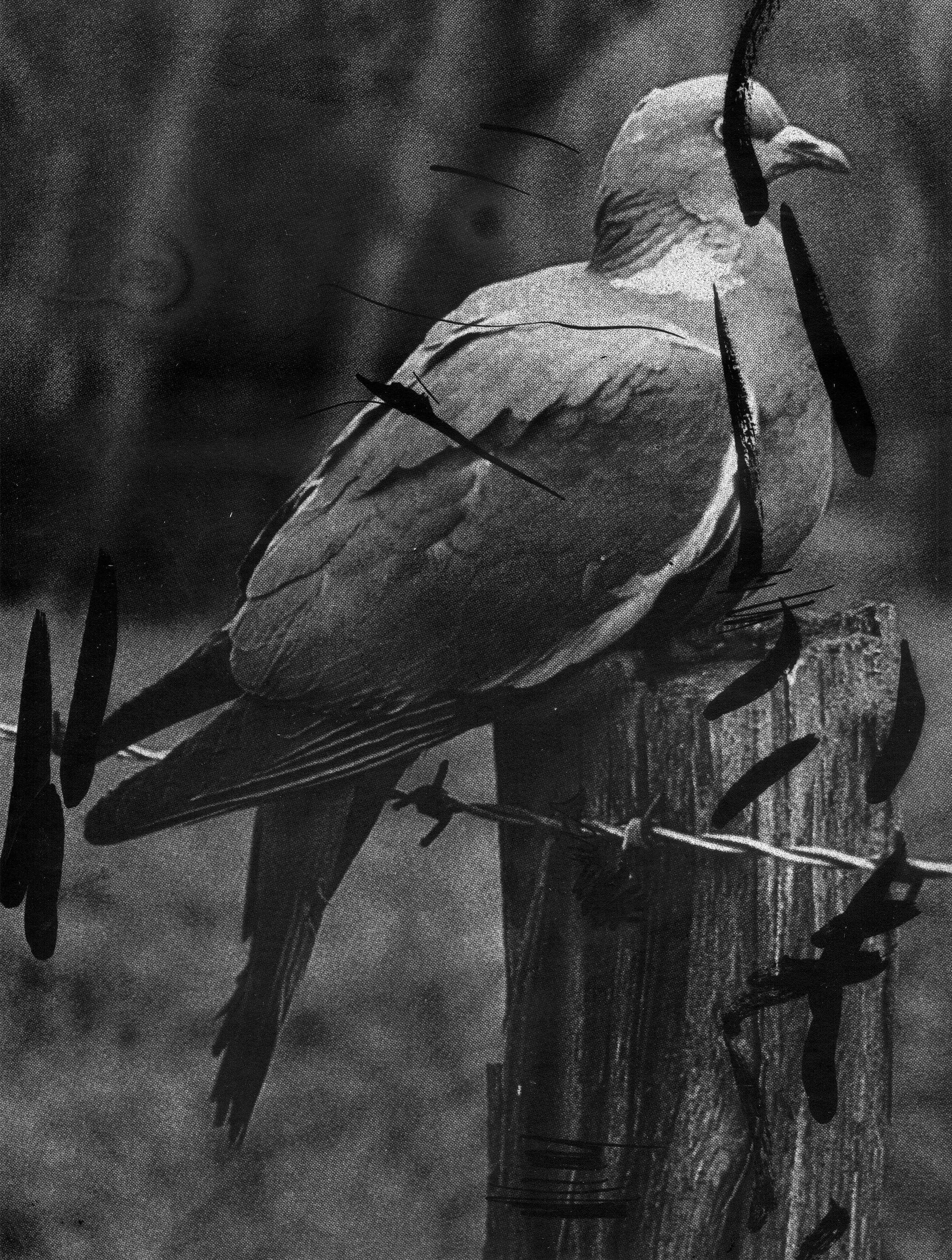 Common Woodpigeon