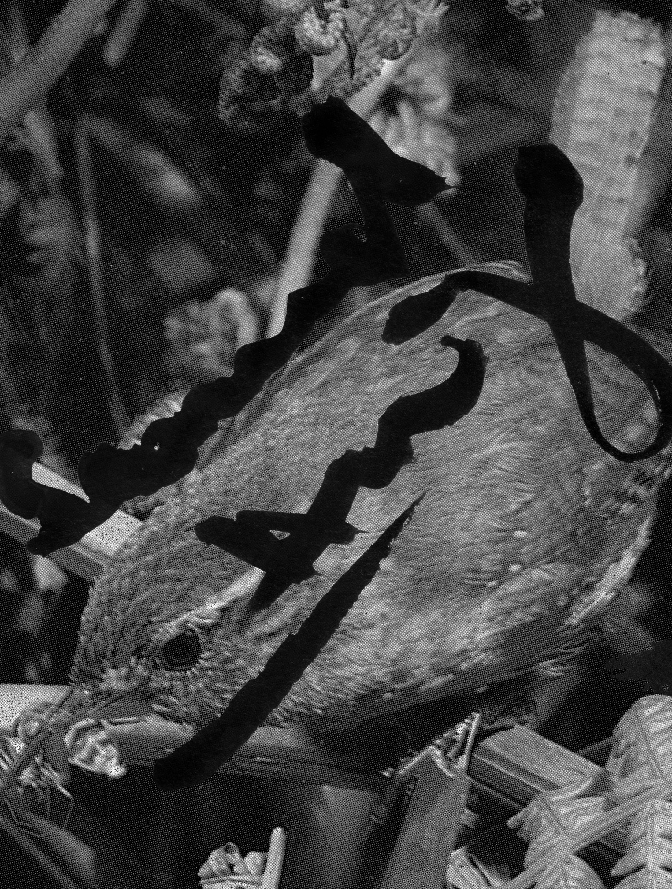 Northern Wren