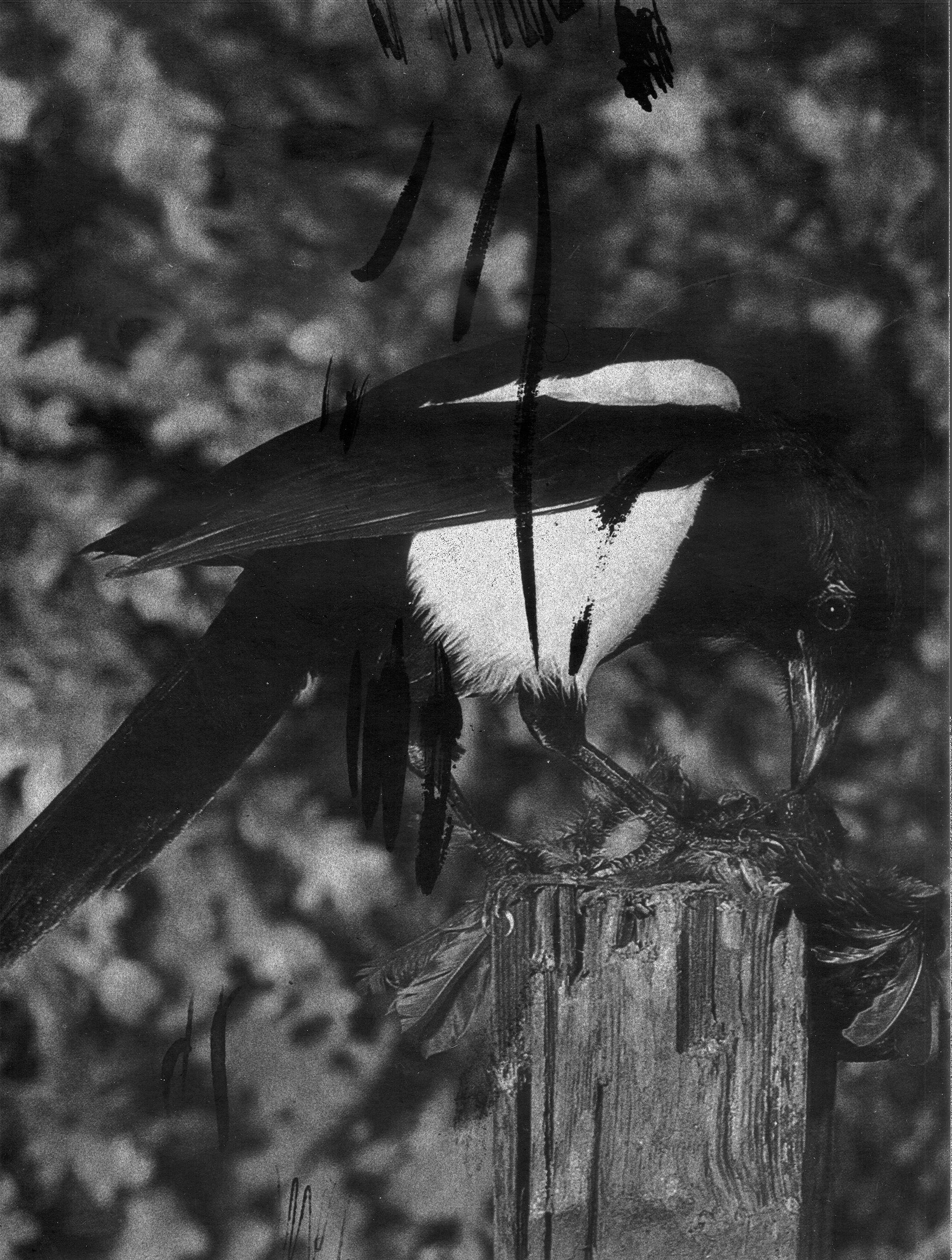Eurasian Magpie