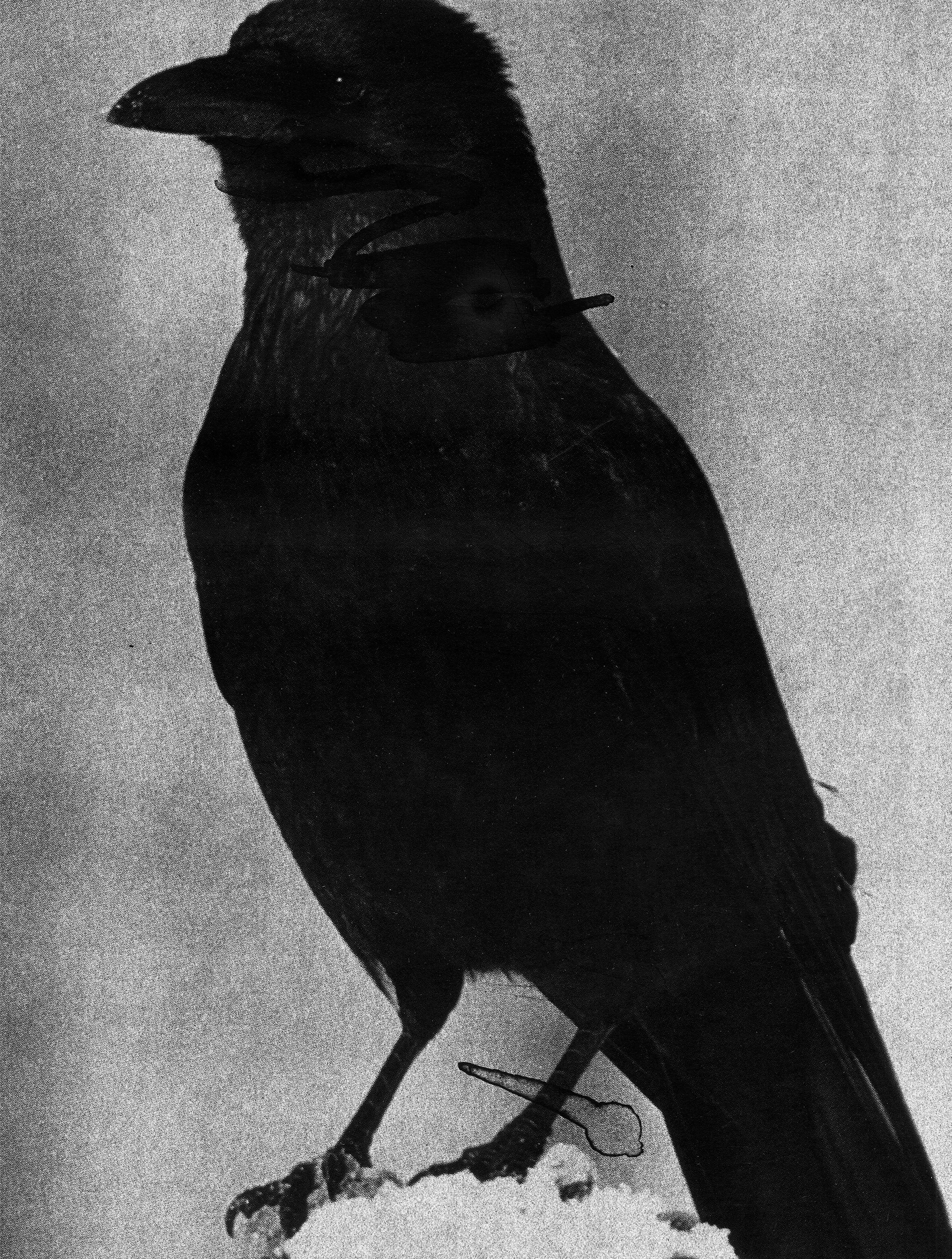 Carrion Crow