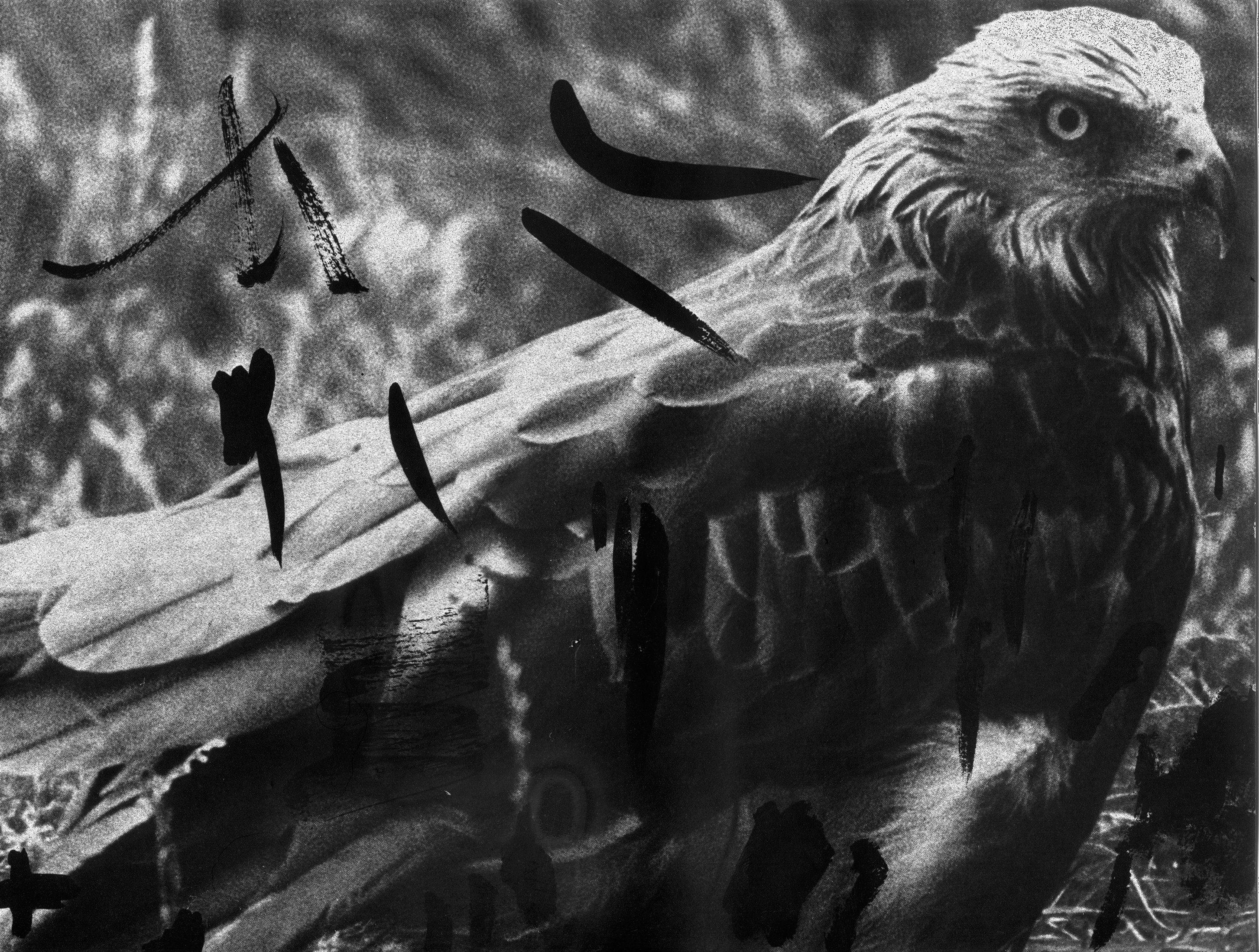 Red Kite