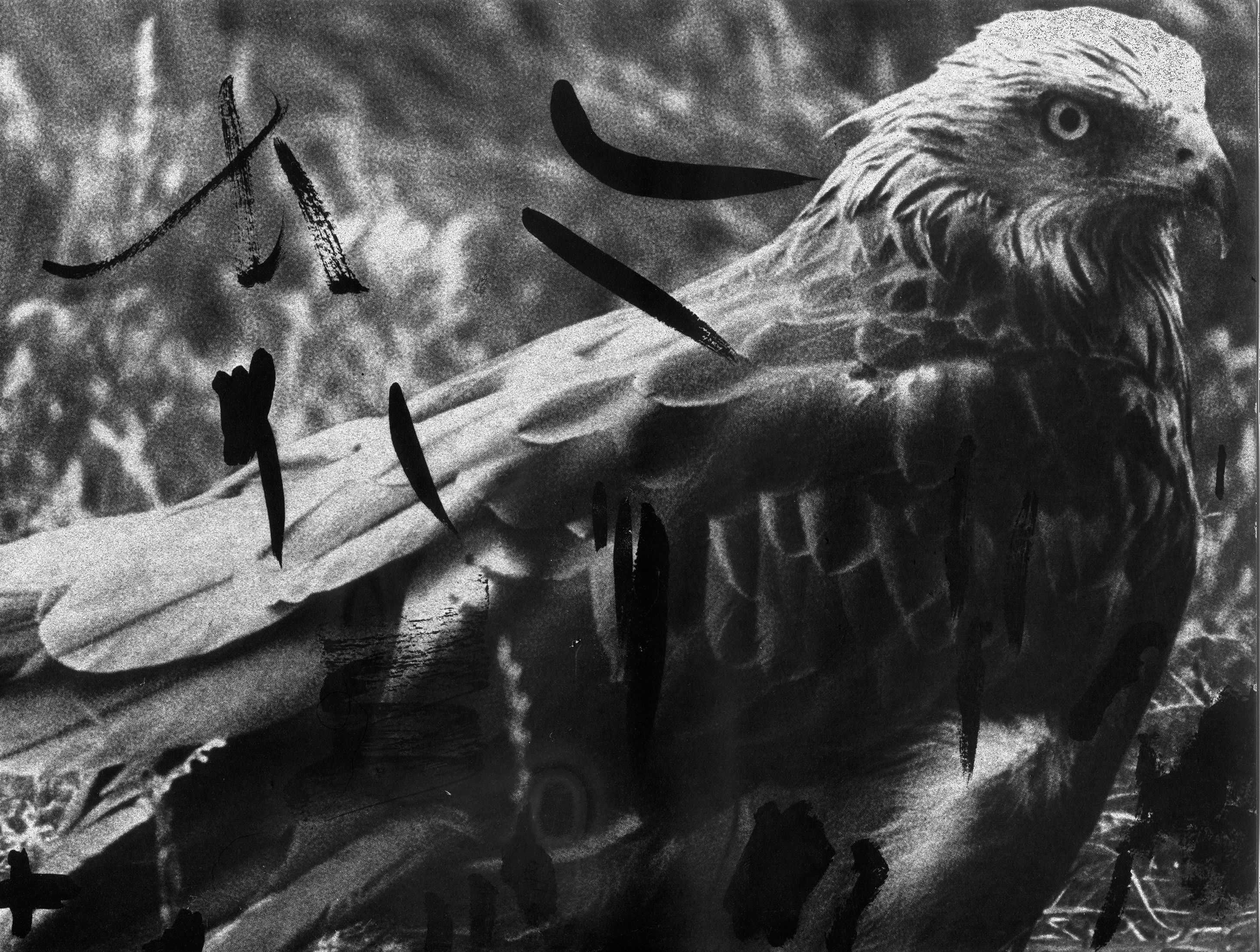 Red Kite