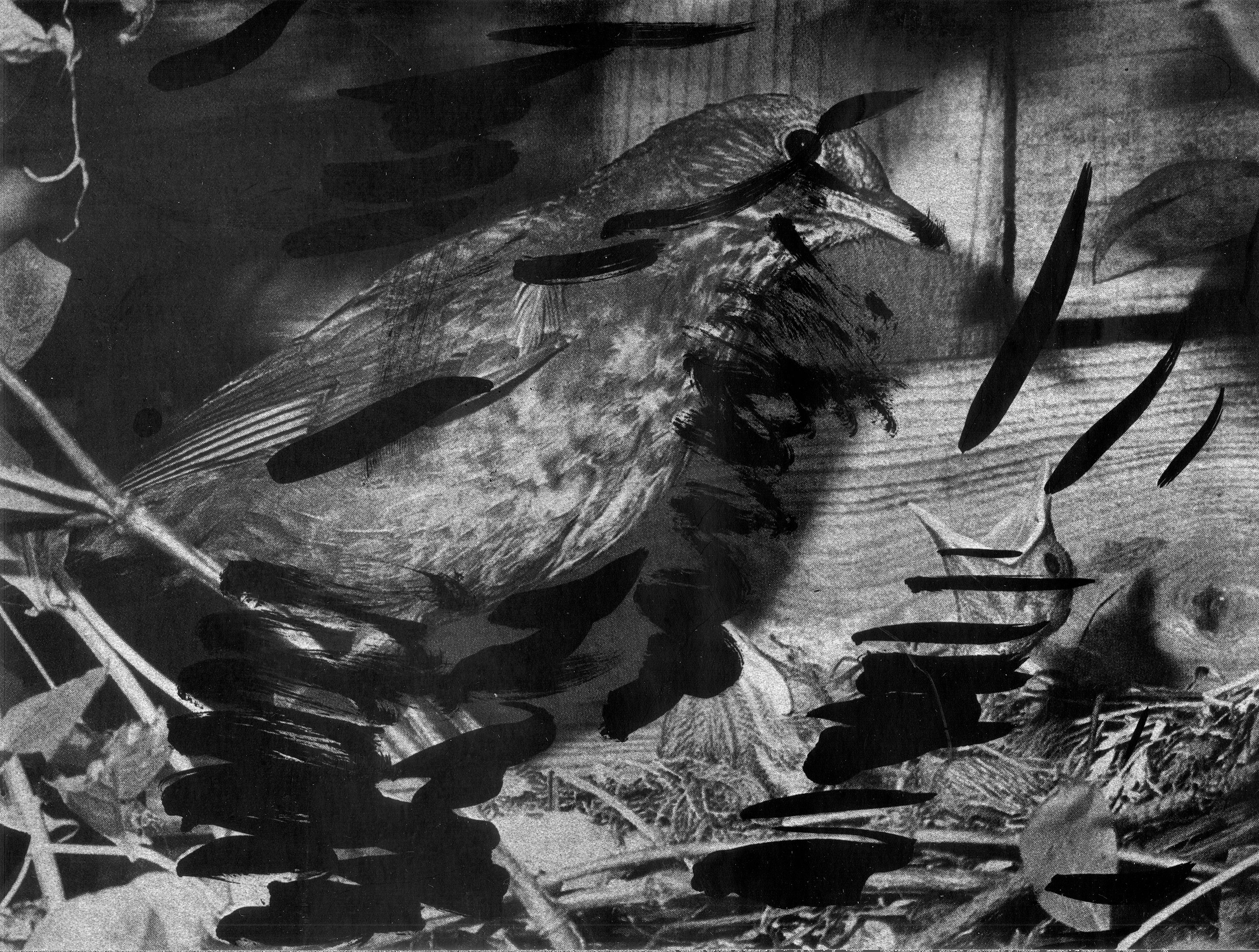 Eurasian Blackbird